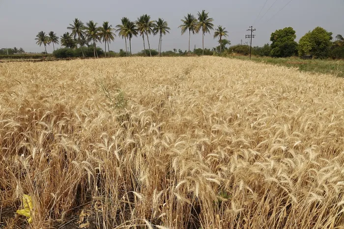 Framed Print : Wheat crop, kolhapur, Maharashtra, India, Asia