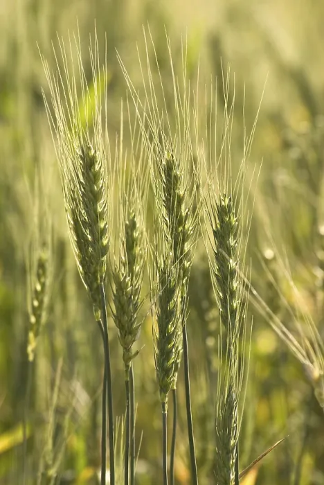 Framed Print : Wheat crop, Triticum, Padhegaon