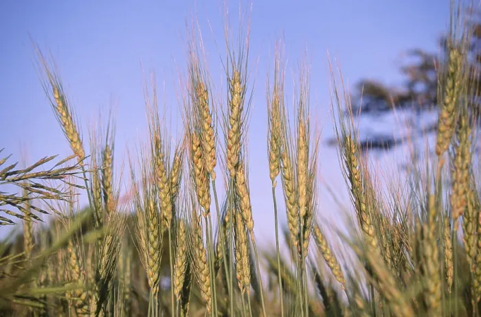 Framed Print : Wheat Crops Framed Print : Wheat Crops