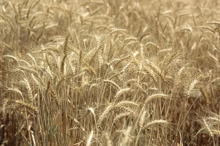 Framed Print : Wheat crops ready for harvest in field, India