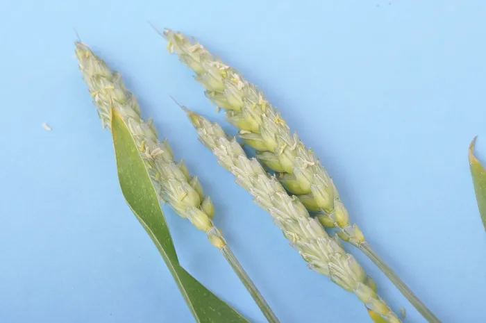 Framed Print : Wheat ears in bloom on a blue background Framed Print : Wheat ears in bloom on a blue background