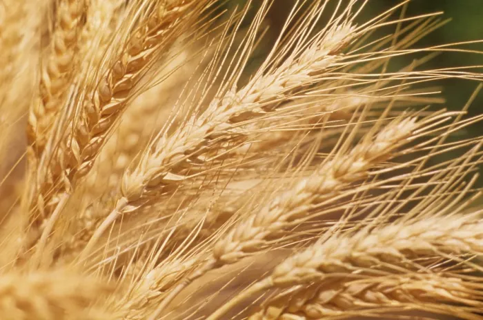 Framed Print : Wheat Field Framed Print : Wheat Field