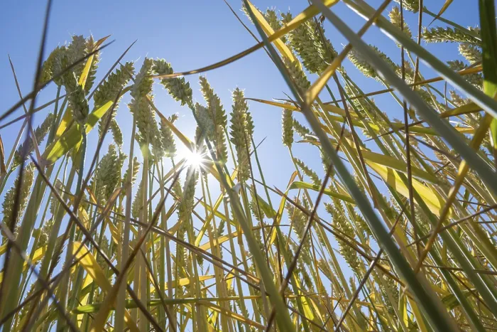 Framed Print : Wheat field (Triticum), frog perspective