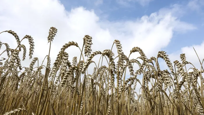 Framed Print : Wheat with ripe ears, Naumburg, 26.07.2025