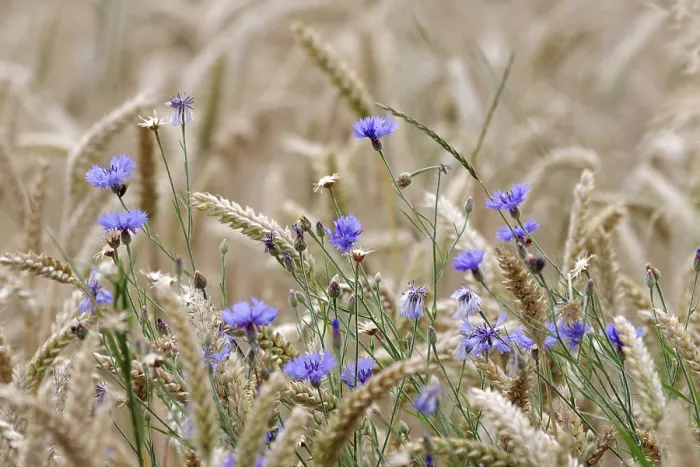 Framed Print : Wheat (Triticum), cornflower (Centaurea cyanus)