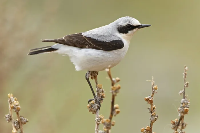 Framed Print : Wheatear, Northern Wheatear, Wheatear