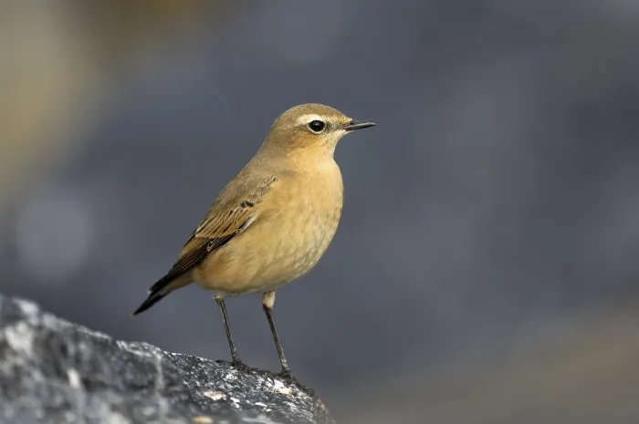 Framed Print : Wheatear (Oenanthe oenanthe) Framed Print : Wheatear (Oenanthe oenanthe)