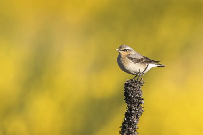 Framed Print : Wheatear (Oenanthe oenanthe)