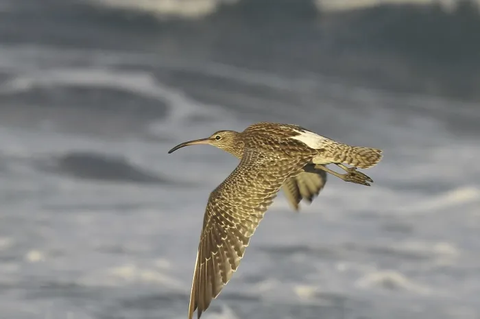 Framed Print : Whimbrel (Numenius phaeopus) Framed Print : Whimbrel (Numenius phaeopus)