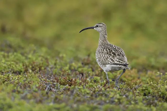 Framed Print : Whimbrel (Numenius phaeopus), adult bird