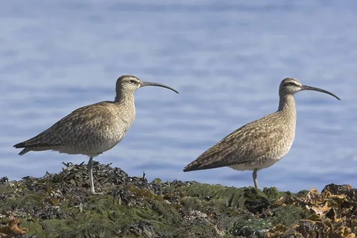 Framed Print : Whimbrel (Numenius phaeopus), British Columbia