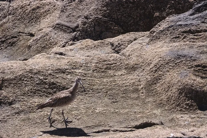 Framed Print : Whimbrel - Numenius phaeopus, Gran Canaria Framed Print : Whimbrel - Numenius phaeopus, Gran Canaria
