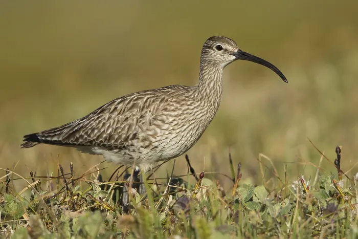 Framed Print : Whimbrel (Numenius phaeopus), Iceland, Europe Framed Print : Whimbrel (Numenius phaeopus), Iceland, Europe