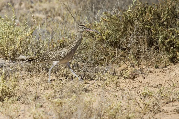 Framed Print : Whimbrel (Numenius Phaeopus) in the wild