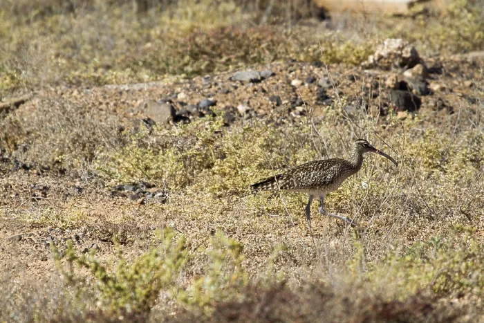 Framed Print : Whimbrel (Numenius Phaeopus) in the wild