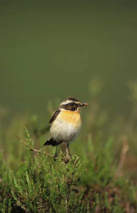 Framed Print : Whinchat (Saxicola rubetra), adult male Framed Print : Whinchat (Saxicola rubetra), adult male