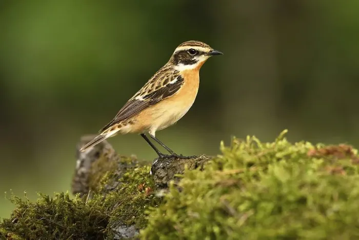 Framed Print : Whinchat (Saxicola rubetra), male Framed Print : Whinchat (Saxicola rubetra), male