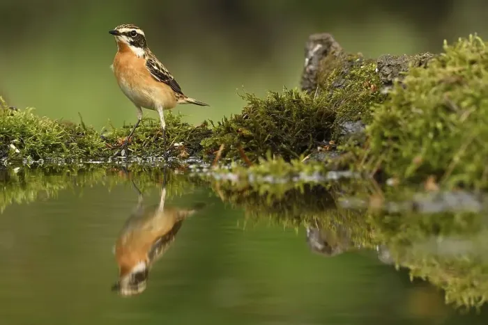 Framed Print : Whinchat (Saxicola rubetra), male Framed Print : Whinchat (Saxicola rubetra), male