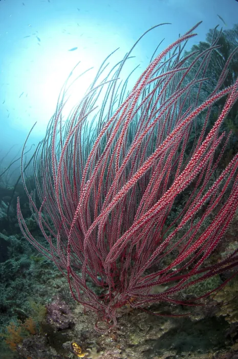 Framed Print : Whip gorgonian, Other animals, Corals