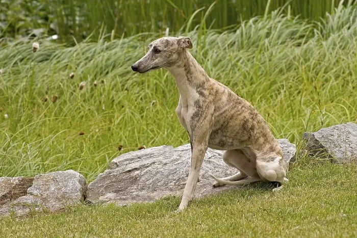 Framed Print : Whippet