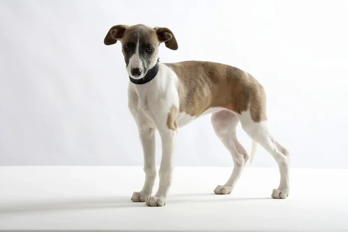 Framed Print : Whippet, puppy, 11 weeks, collar, greyhound collar Framed Print : Whippet, puppy, 11 weeks, collar, greyhound collar