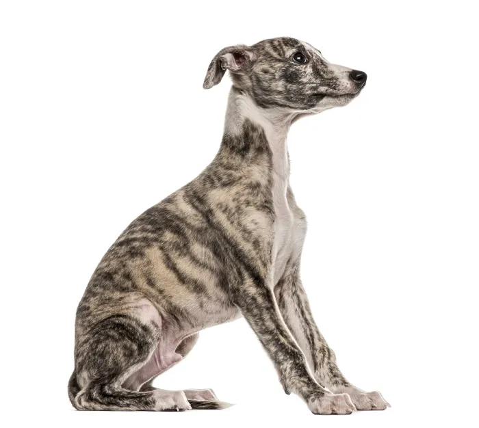 Framed Print : Whippet sitting, 2, 5 months, isolated on white Framed Print : Whippet sitting, 2, 5 months, isolated on white