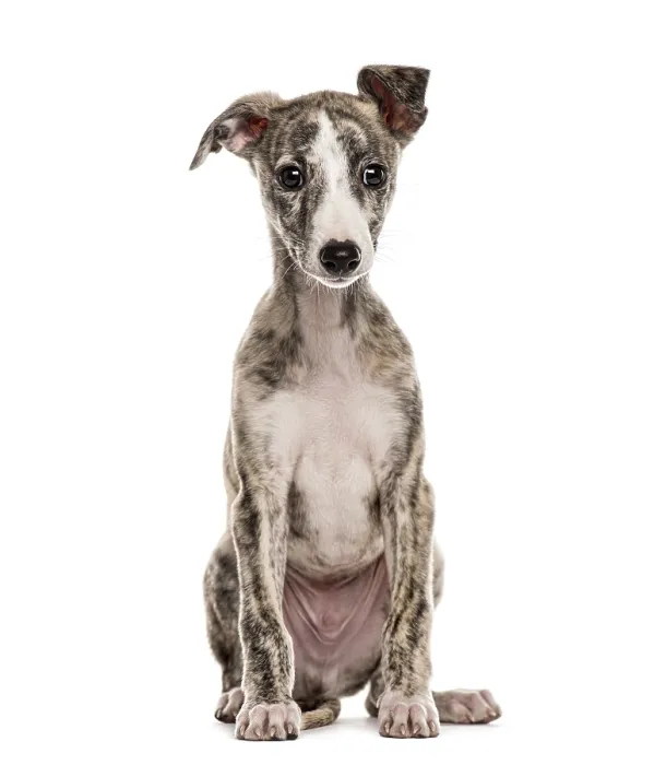 Framed Print : Whippet sitting, 2, 5 months, isolated on white