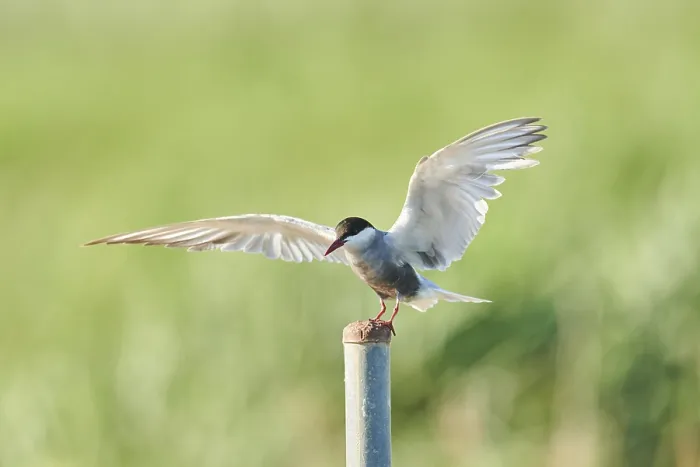 Framed Print : Whiskered tern (Chlidonias hybrida) Framed Print : Whiskered tern (Chlidonias hybrida)