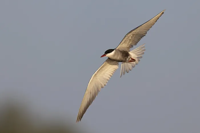 Framed Print : Whiskered Tern (Chlidonias hybrida) in flight