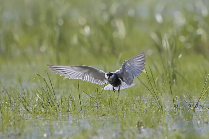 Framed Print : Whiskered tern (Chlidonias hybridus) (Chlidonias hybrida) catching damselfly in marshland