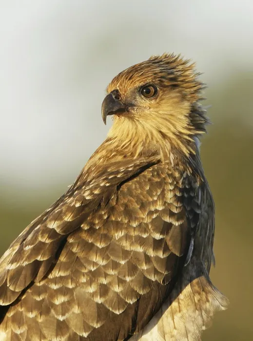Framed Print : Whistling Kite (Haliastur sphenurus)