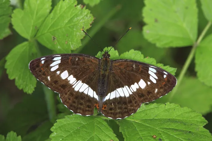 Framed Print : White Admiral (Limenitis camilla), butterfly Framed Print : White Admiral (Limenitis camilla), butterfly