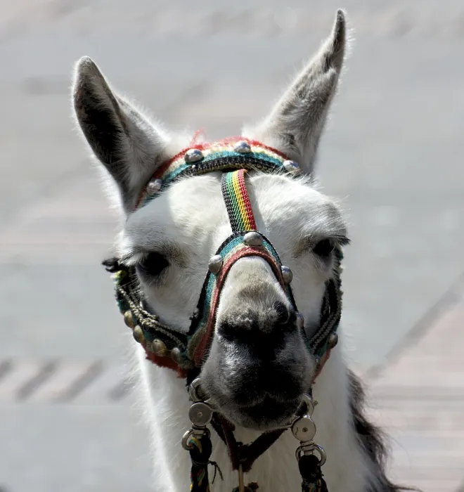 Framed Print : White alpaca in a rainbow colored harness looking at the camera