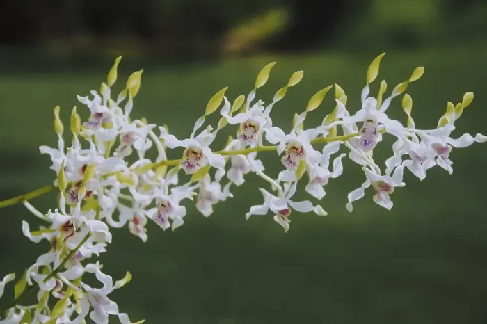 Framed Print : White Antelope Dendrobium orchid flower in garden