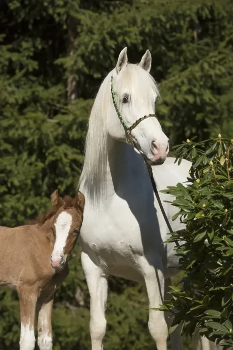 Framed Print : White Arabian mare with foal Framed Print : White Arabian mare with foal