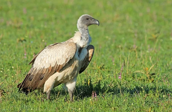 Framed Print : White-backed vulture (Gyps africanus)