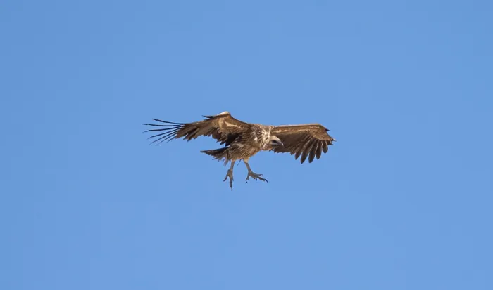 Framed Print : White-backed vulture (Gyps africanus) in flight against a blue sky Framed Print : White-backed vulture (Gyps africanus) in flight against a blue sky