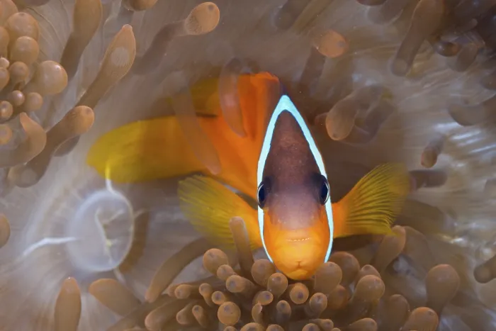 Framed Print : White-banded anemonefish, Amphiprion frenatus Framed Print : White-banded anemonefish, Amphiprion frenatus