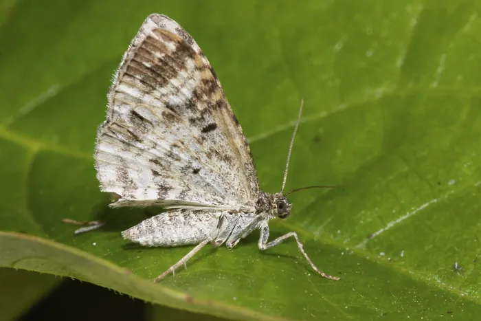 Framed Print : White-banded bedweed moth with closed wings sitting on green leaf looking right