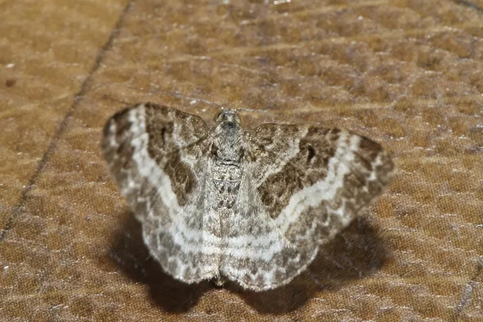Framed Print : White-banded lavender moth (Epirrhoe rivata) Framed Print : White-banded lavender moth (Epirrhoe rivata)