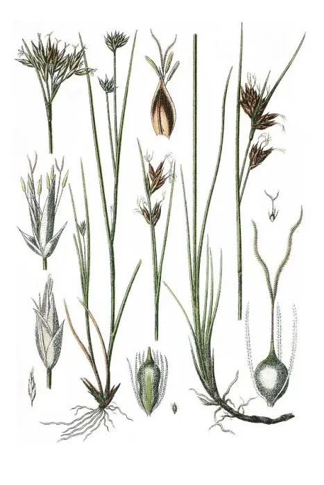 Framed Print : White beak sedge (Rhynchospora alba)