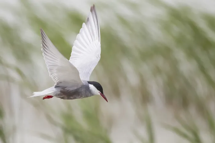Framed Print : White-bearded Tern, Chlidonias hybrida