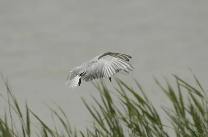 Framed Print : White-bearded Tern (Chlidonias hybrida)