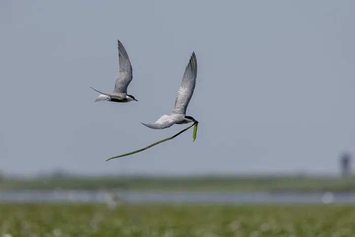 Framed Print : White-bearded Tern (Chlidonias hybrida)