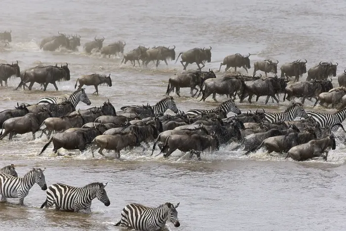 Framed Print : White-bearded wildebeest (Connochaetes taurinus) and zebras (Equus quappa)