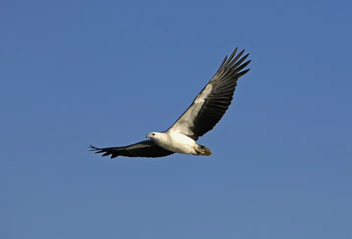 Framed Print : White-bellied Sea Eagle (Haliaeetus leucogaster)