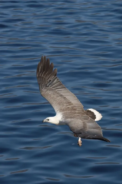 Framed Print : White-bellied sea eagle (Haliaeetus leucogaster) adult