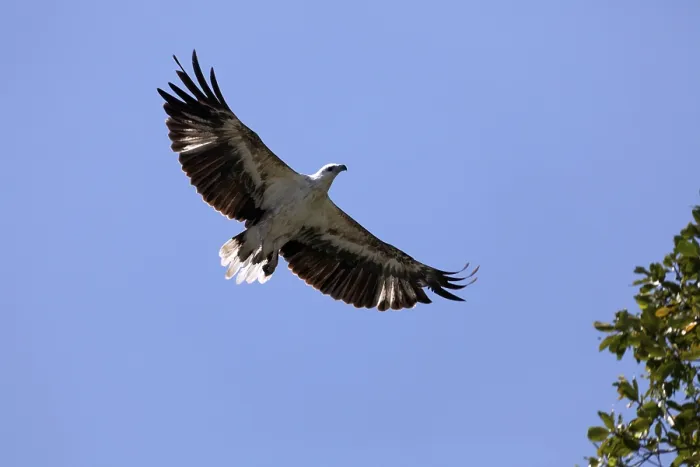 Framed Print : White-bellied Sea Eagle (Haliaeetus leucogaster) in flight