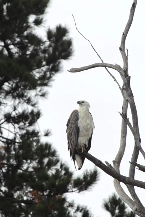 Framed Print : White-bellied sea eagle (Haliaeetus leucogaster) perches on a tree on the shore of Lake King in Lakes Entrance Framed Print : White-bellied sea eagle (Haliaeetus leucogaster) perches on a tree on the shore of Lake King in Lakes Entrance