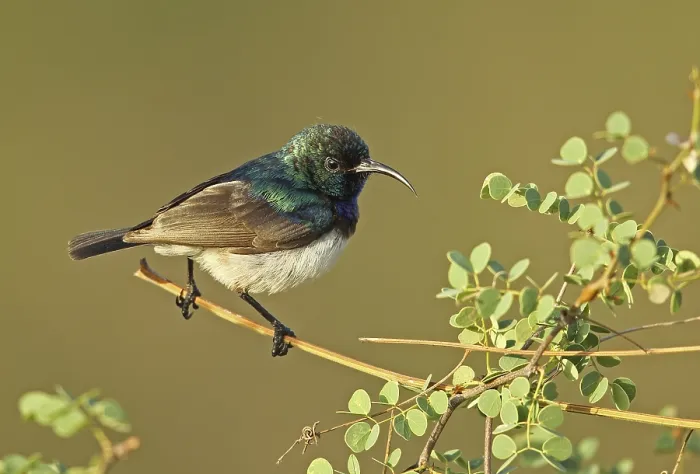 Framed Print : White-bellied Sunbird (Cinnyris talatala)